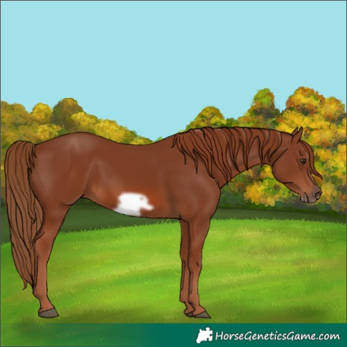 Horse Color:Chestnut Frame