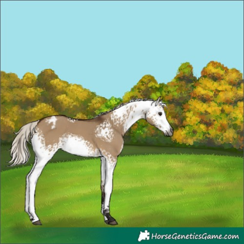 Horse Color:Gray White Spotted Silver Bay Dun Appaloosa 