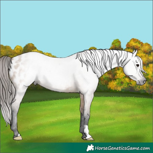 Horse Color:Gray Bay Dun Blanket