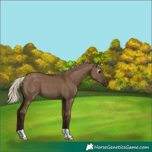 Horse Color:Gray Silver Grullo 