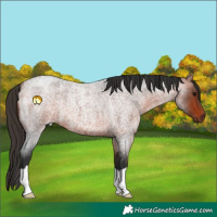 Horse Color:Bay Roan 