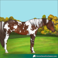 Horse Color:White Spotted Liver Chestnut 