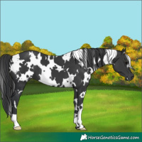 Horse Color:White Spotted Black