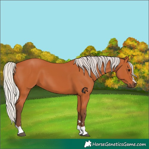 Horse Color:Silver Bay 