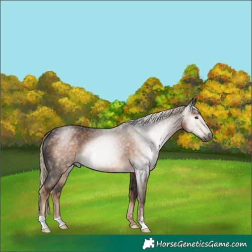 Horse Color:Gray Chocolate Palomino