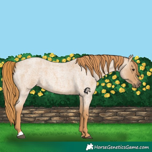 Horse Color:Red Roan 