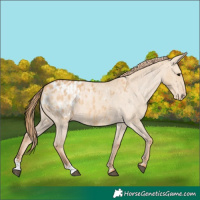 Horse Color:Red Dun Appaloosa  and Red Dun Appaloosa 