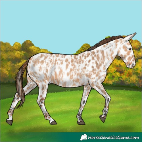Horse Color:Red Dun Appaloosa  and Bay Dun Appaloosa 