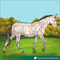 Horse Color:Red Dun Appaloosa  and Bay Dun Appaloosa 