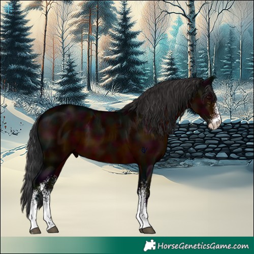 Horse Color:White Spotted Midnight Brown 