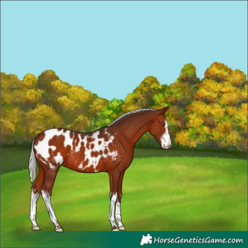 Horse Color:White Spotted Silver Brown Appaloosa
