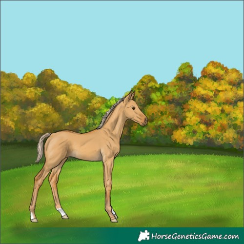 Horse Color:Palomino Dun 