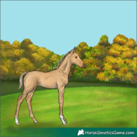 Horse Color:Palomino Dun 