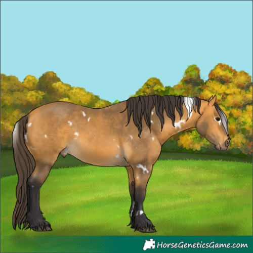 Horse Color:White Spotted Buckskin 