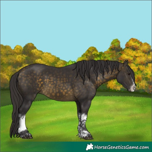 Horse Color:White Spotted Buckskin 