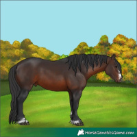 Horse Color:Brown 