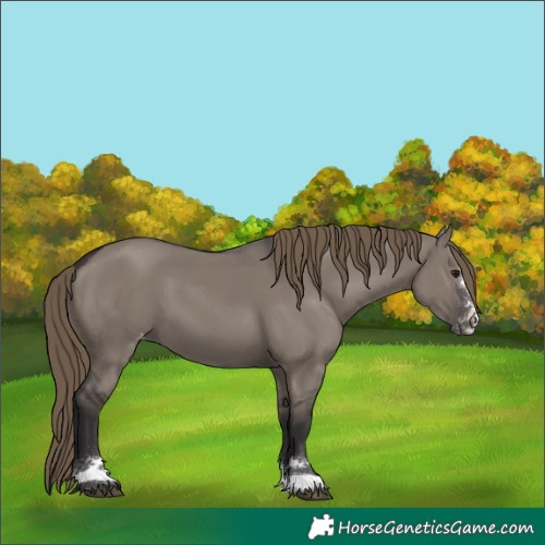 Horse Color:Smoky Grullo Varnish 