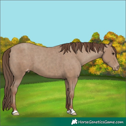 Horse Color:Classic Champagne Appaloosa 