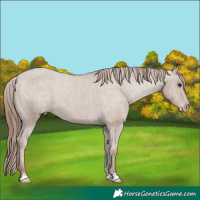 Horse Color:Classic Champagne Appaloosa