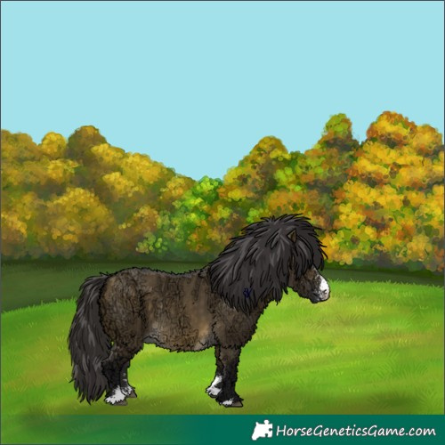 Horse Color:Buckskin Ice Dun Sabino 