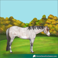 Horse Color:White Spotted Bay Roan Frame 