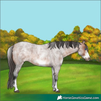 Horse Color:White Spotted Bay Roan Frame 