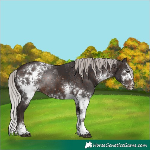 Horse Color:White Spotted Silver Brown Sabino Rabicano 
