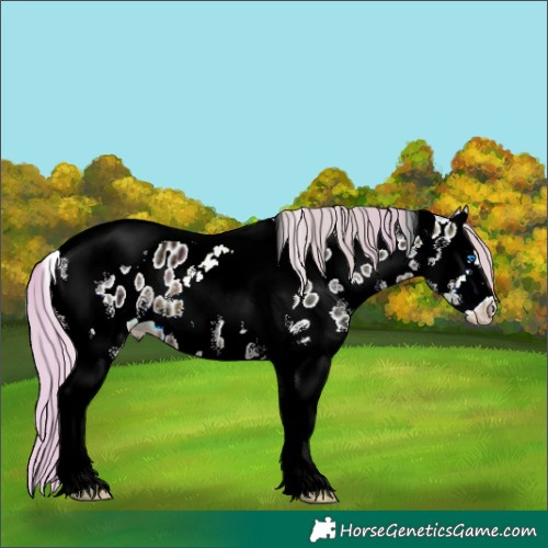 Horse Color:Watercolor Silver Brown Ice Splash Tobiano Near Leopard 