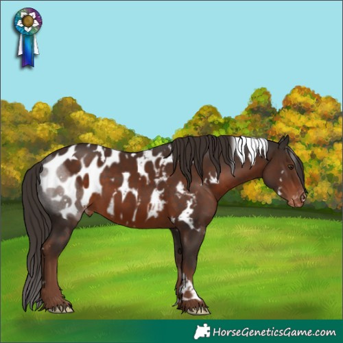Horse Color:White Spotted Liver Chestnut Blanket 