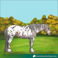 Horse Color:White Spotted Liver Chestnut Appaloosa