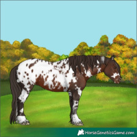 Horse Color:White Spotted Liver Chestnut Appaloosa
