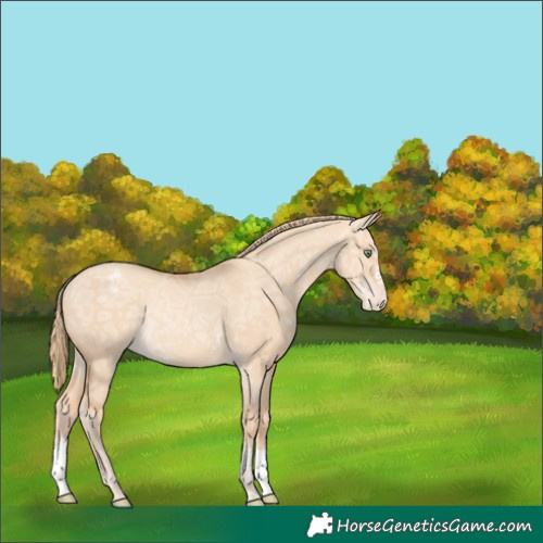 Horse Color:Gold Champagne Ice Dun Appaloosa Rabicano