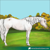 Horse Color:Silver Bay Appaloosa 