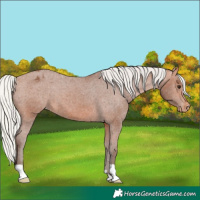 Horse Color:Silver Bay Appaloosa 