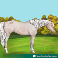 Horse Color:Silver Bay Appaloosa 