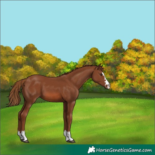 Horse Color:Chestnut 