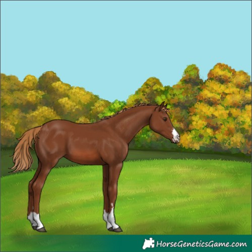 Horse Color:Chestnut 