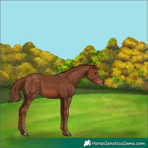 Horse Color:Chestnut 