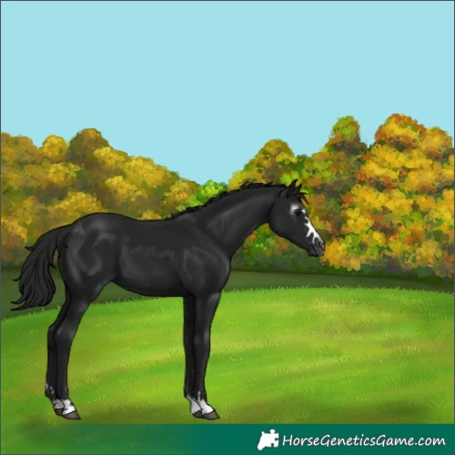 Horse Color:Gray Black 
