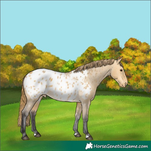 Horse Color:Buckskin Dun Appaloosa 