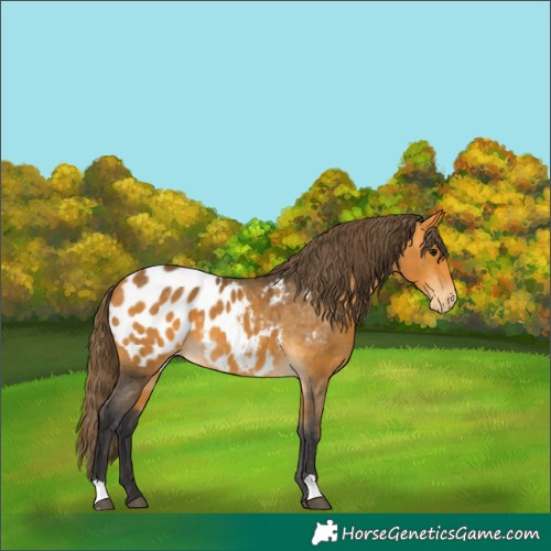 Horse Color:Buckskin Appaloosa 