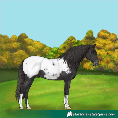 Horse Color:Smoky Black Appaloosa 