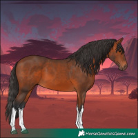 Horse Color:White Spotted Bay 