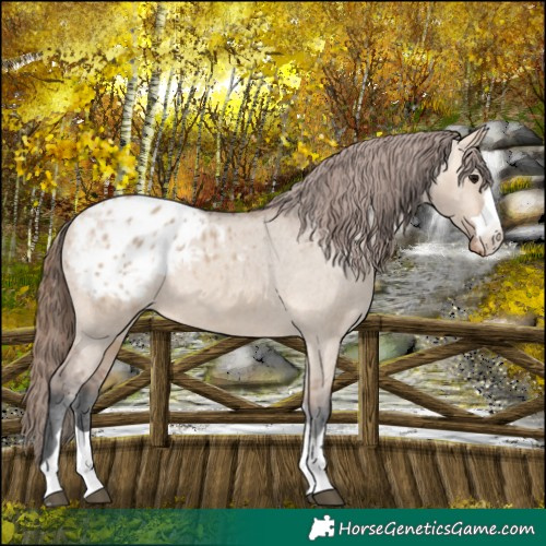 Horse Color:Bay Dun Appaloosa 