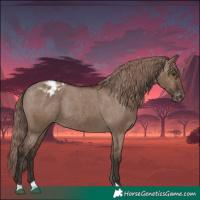 Horse Color:Liver Red Dun Appaloosa 