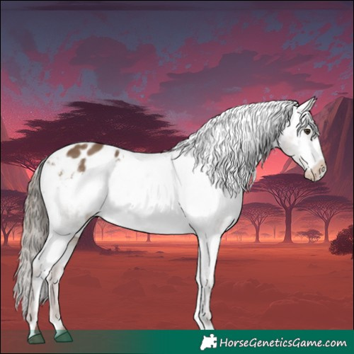 Horse Color:Liver Red Dun Appaloosa 
