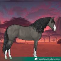 Horse Color:Grullo 