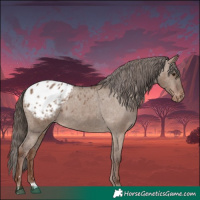 Horse Color:Liver Red Dun Appaloosa 