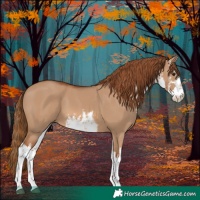 Horse Color:White Spotted Red Dun 