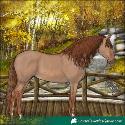 Horse Color:Red Dun 